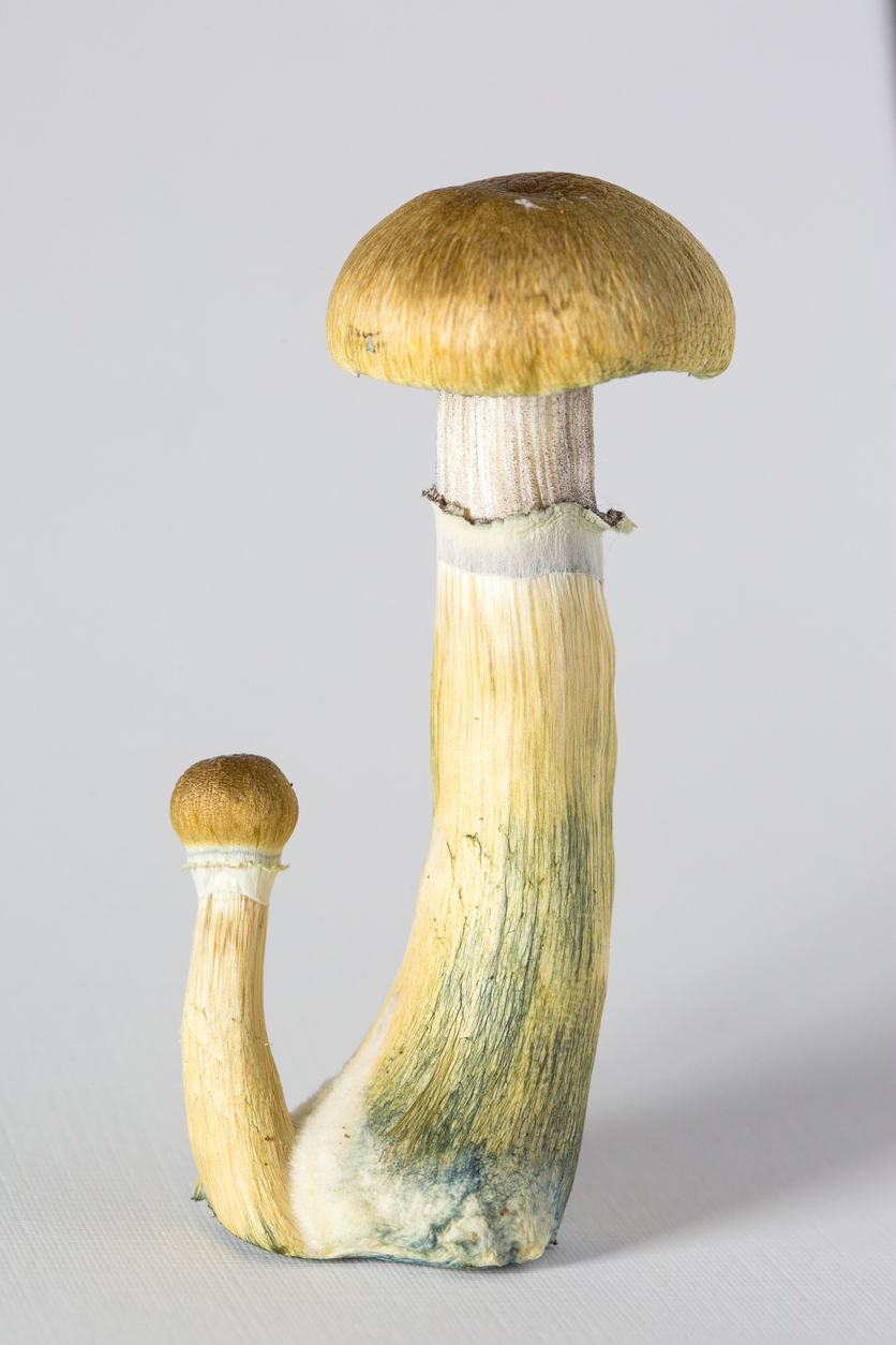 Psilocybe cubensis - fresh magic mushrooms with a white background close up macro